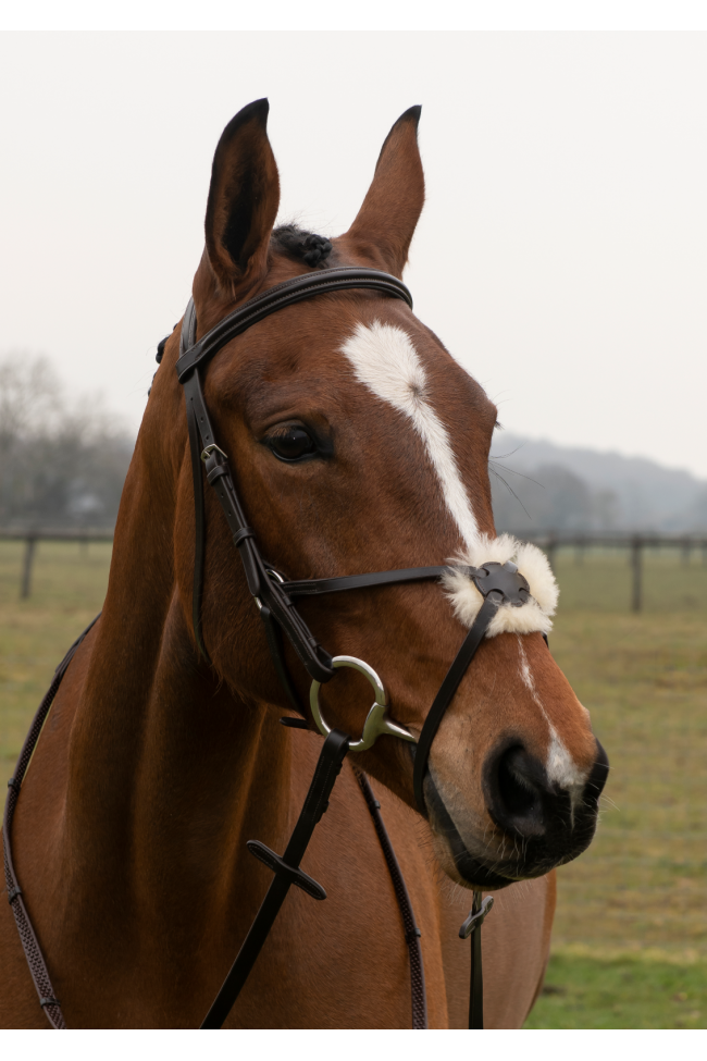 EB Comfort Mexican Grackle Bridle